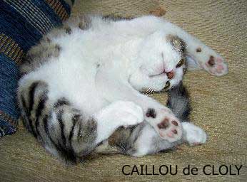 chat